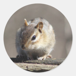 Chipmunk sticker