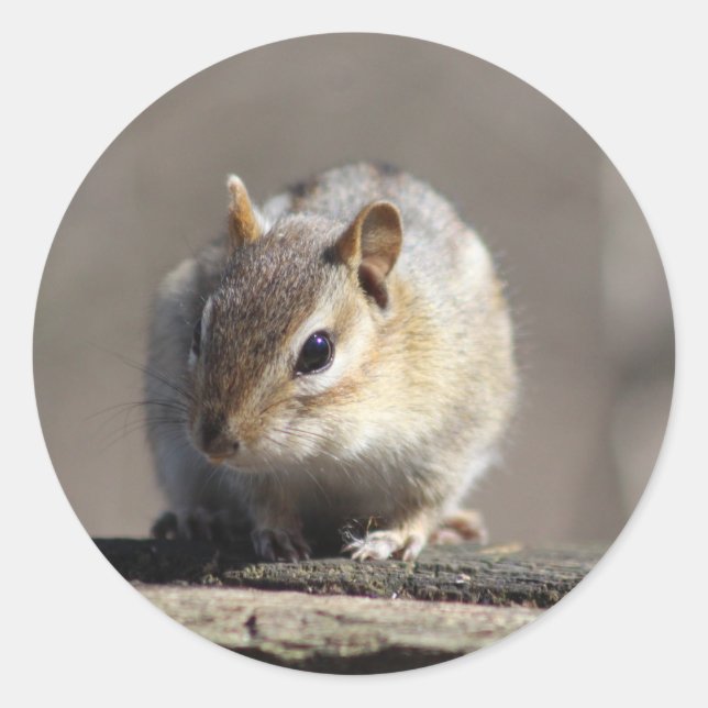 Chipmunk sticker (Front)
