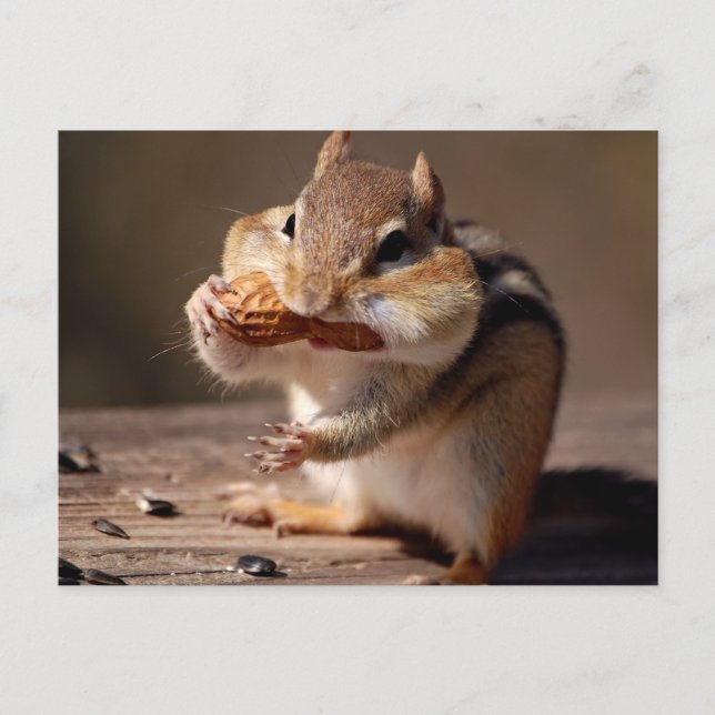 Chipmunk Stuffing His Face Postcard (Front)