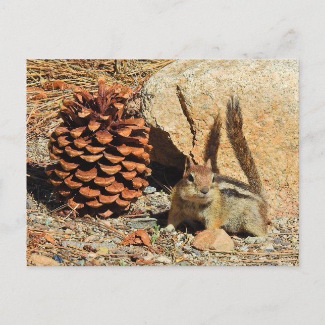 Chipmunk, wildlife, wild animals, postcard (Front)
