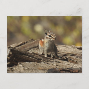 Chipmunk, wildlife, wild animals, postcard