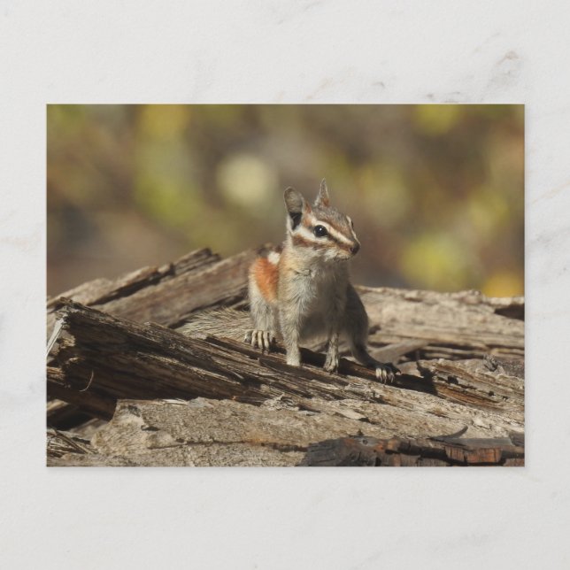 Chipmunk, wildlife, wild animals, postcard (Front)