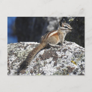 Chipmunk, wildlife, wild animals, postcard