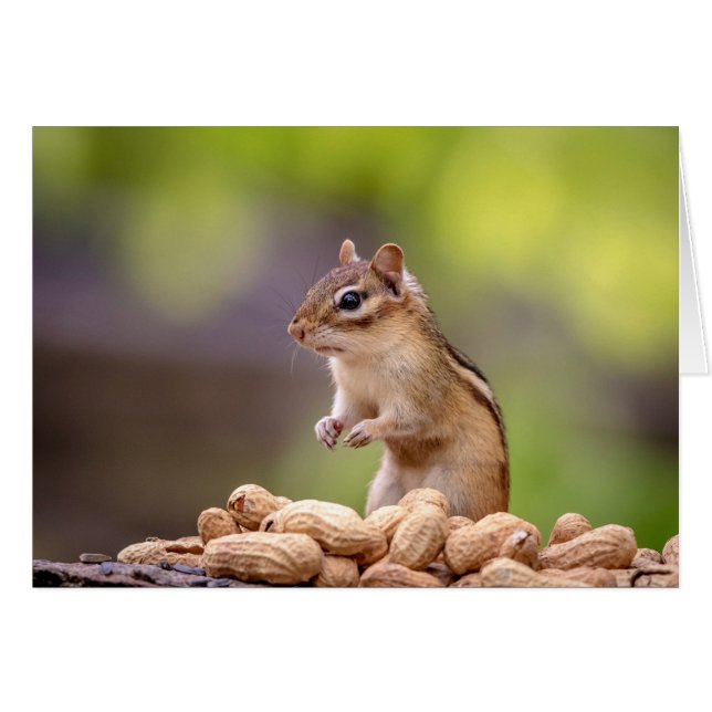 Chipmunk with peanuts (Front Horizontal)