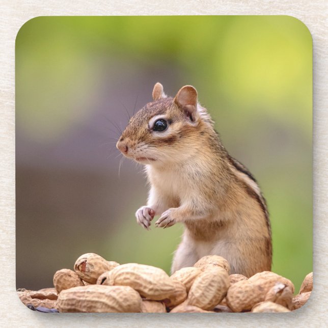 Chipmunk with peanuts coaster (Front)