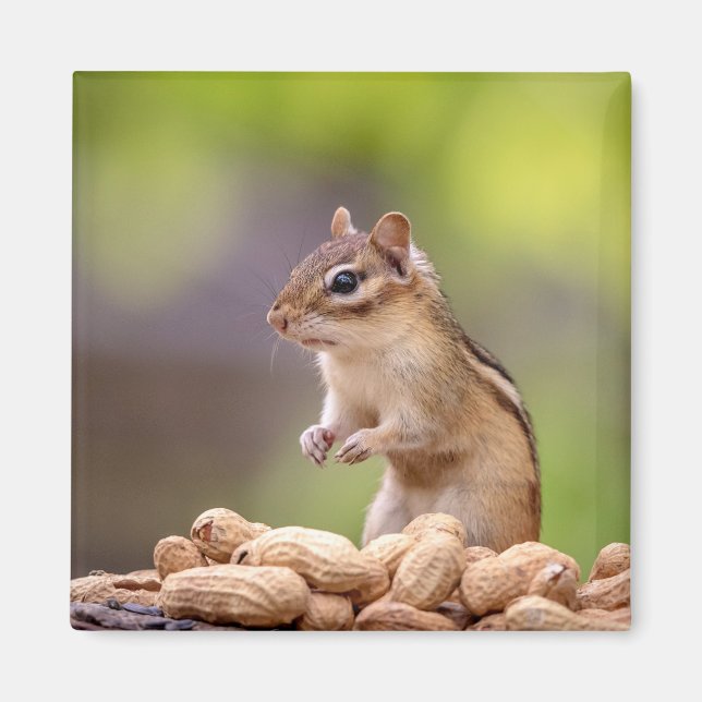 Chipmunk with peanuts magnet (Front)
