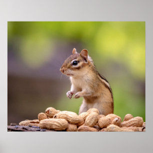 Chipmunk with peanuts poster