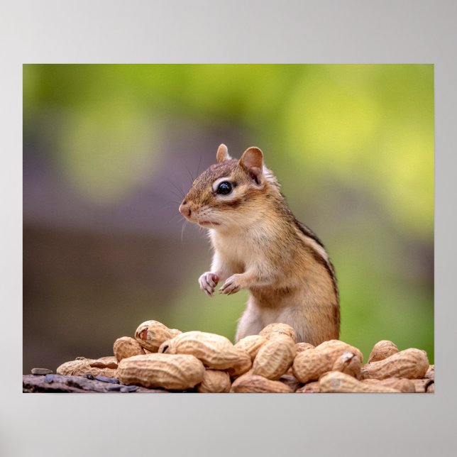 Chipmunk with peanuts poster (Front)