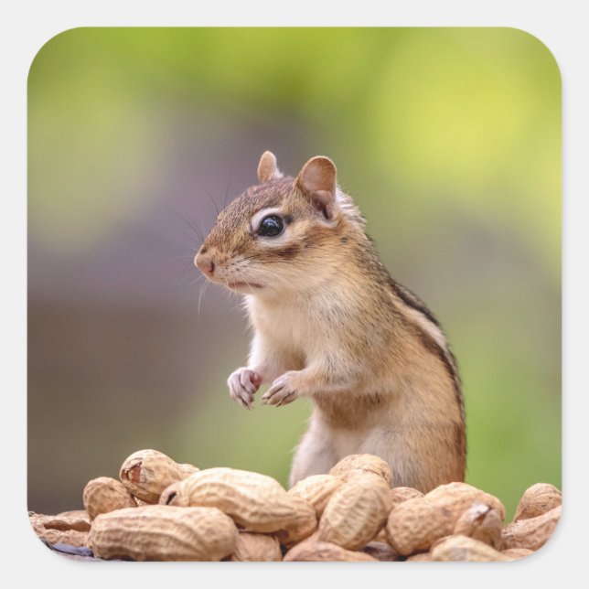 Chipmunk with peanuts square sticker (Front)