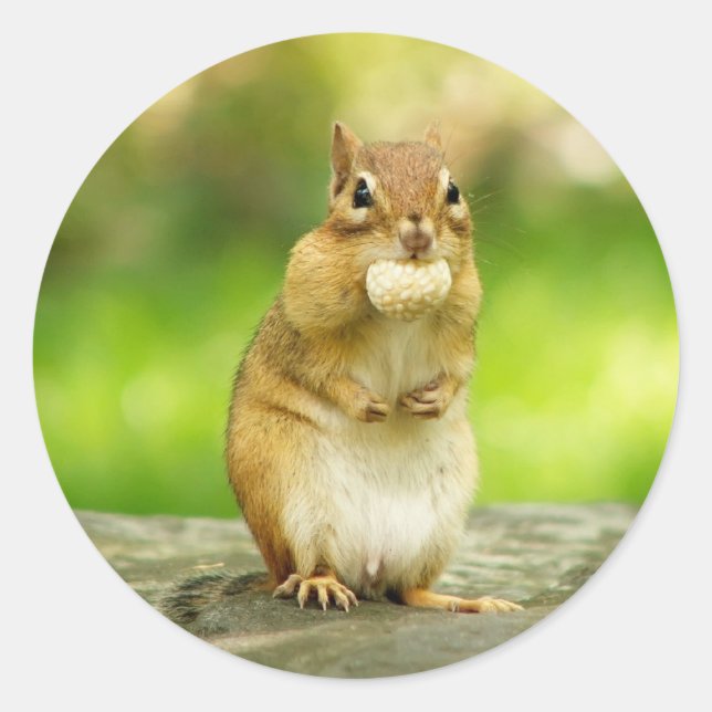 Chipmunk with treat classic round sticker (Front)