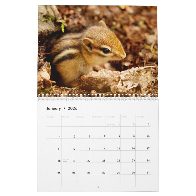 Chipmunks! A Super Cute 2013 Wall Calendar (Jan 2026)
