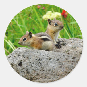 Chipmunks and wildflowers classic round sticker