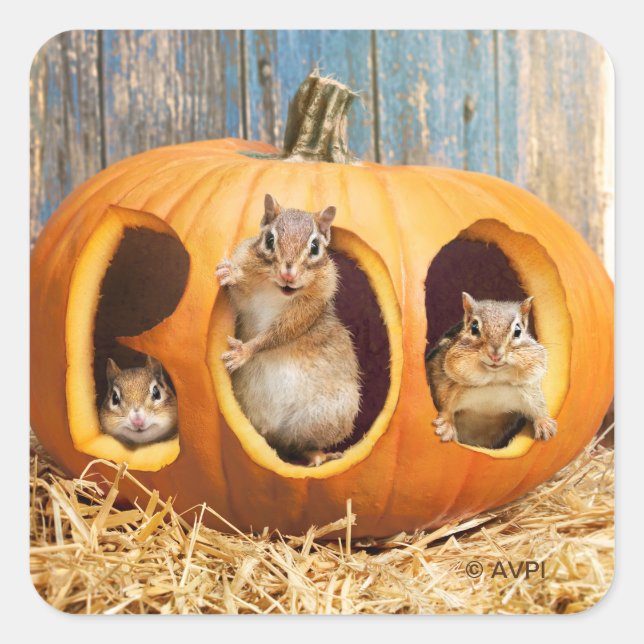 Chipmunks Inside Boo Jack-o-Lantern Square Sticker (Front)
