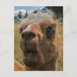 Chipper Alpaca Postcard