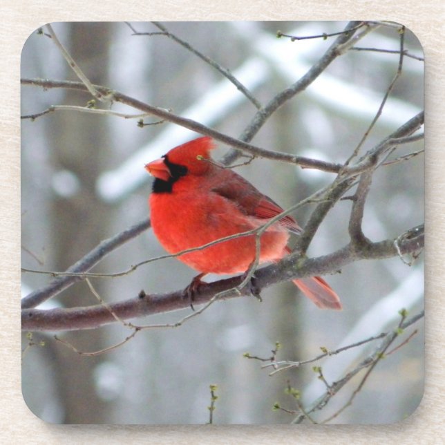Chipper Winter Cardinal Coaster (Front)