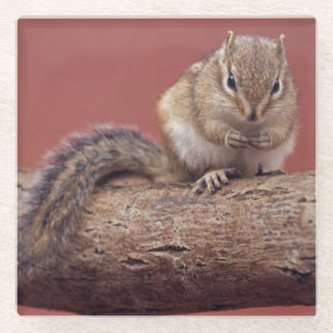 Chippie Glass Coaster
