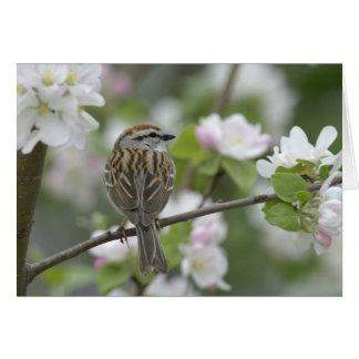 Chipping Sparrow