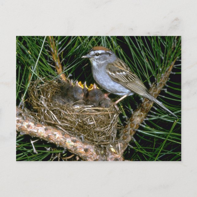 Chipping Sparrow and two nestlings Postcard (Front)