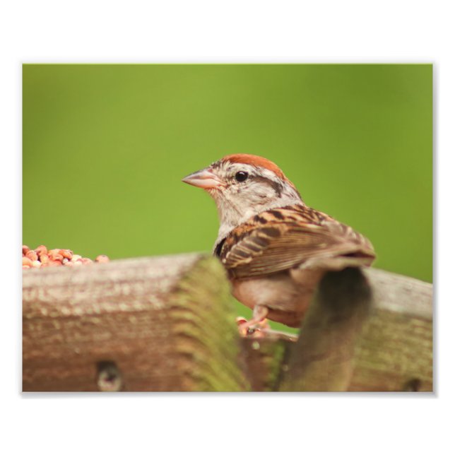 Chipping Sparrow at Bird Feeder Photo Print (Front)
