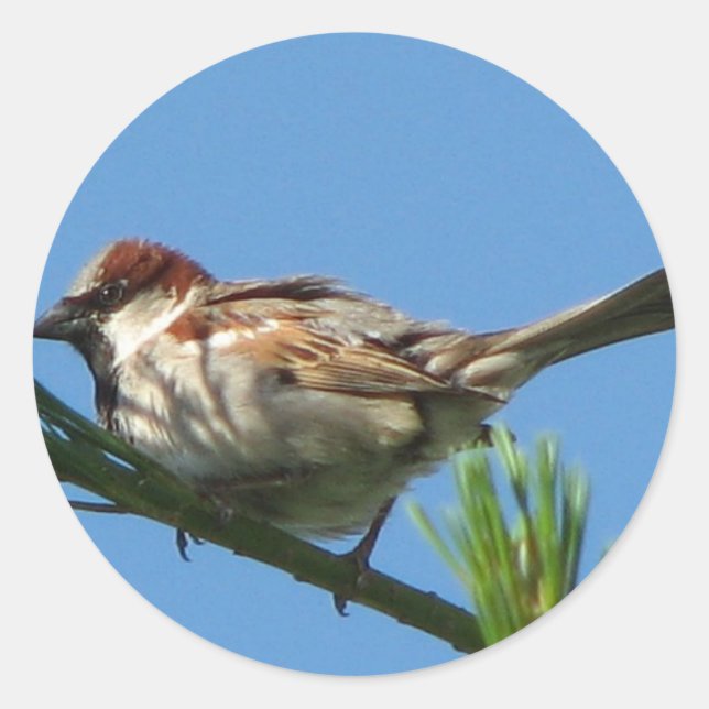 Chipping Sparrow Classic Round Sticker (Front)