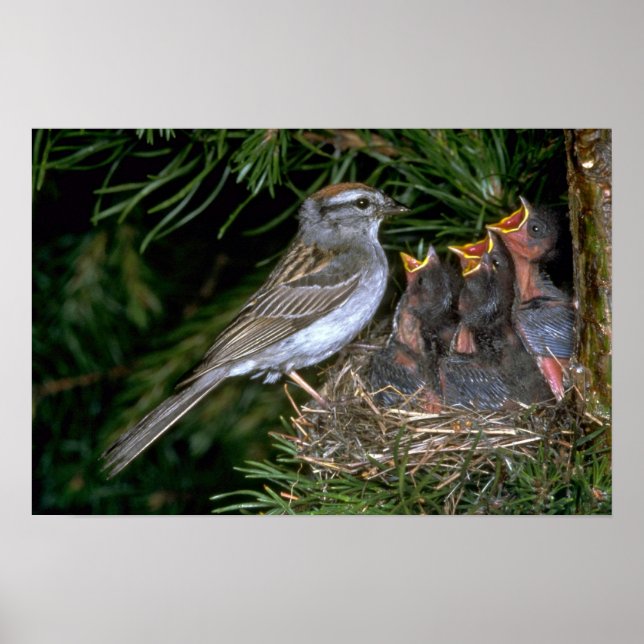 Chipping Sparrow feeding young Poster (Front)