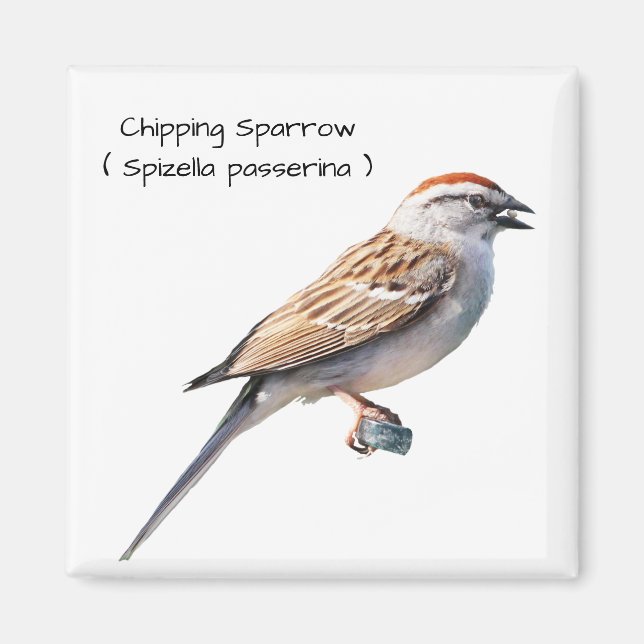 Chipping Sparrow Magnet (Front)