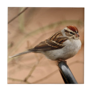 Chipping Sparrow Tile