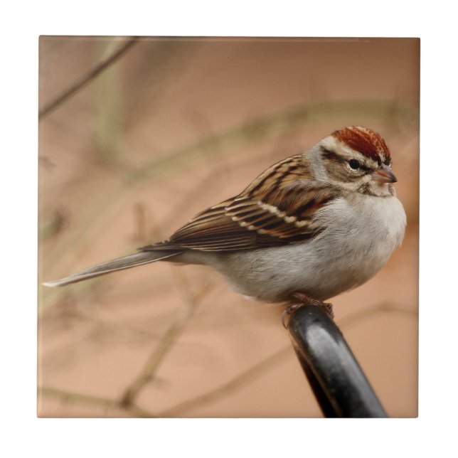 Chipping Sparrow Tile (Front)