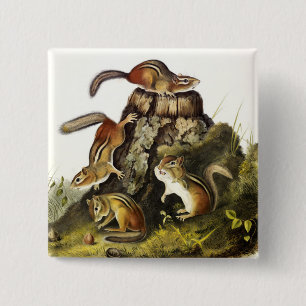 Chipping Squirrel ( Eastern Chipmunk ) by Audubon 15 Cm Square Badge
