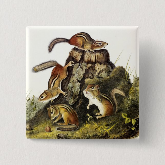 Chipping Squirrel ( Eastern Chipmunk ) by Audubon 15 Cm Square Badge (Front)