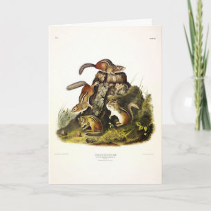 Chipping Squirrel ( Eastern Chipmunk ) by Audubon Card