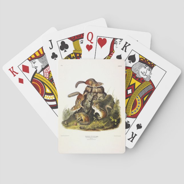 Chipping Squirrel ( Eastern Chipmunk ) by Audubon Playing Cards (Back)