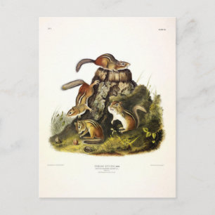 Chipping Squirrel ( Eastern Chipmunk ) by Audubon Postcard