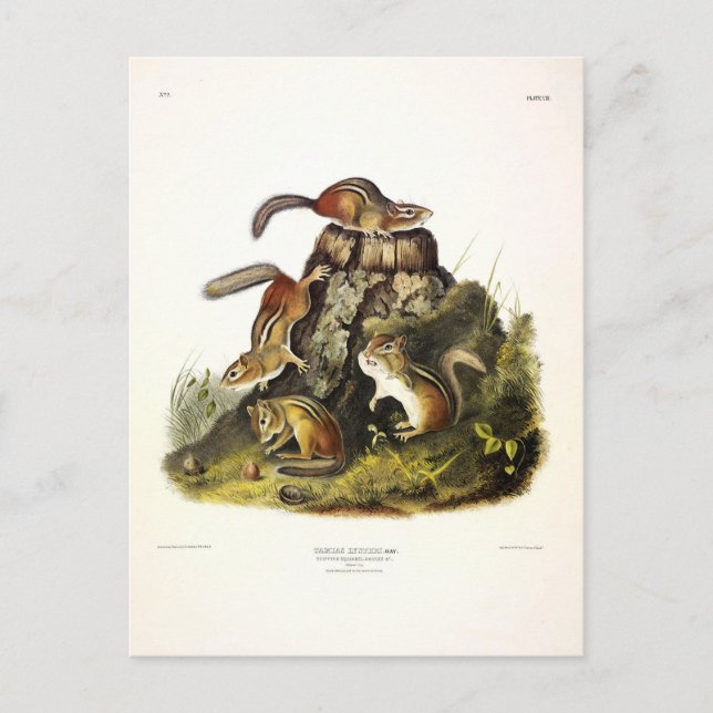 Chipping Squirrel ( Eastern Chipmunk ) by Audubon Postcard (Front)