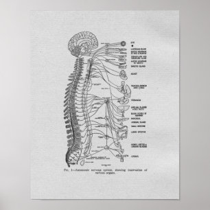 Chiropractic Autonomic Nerves Vintage Print