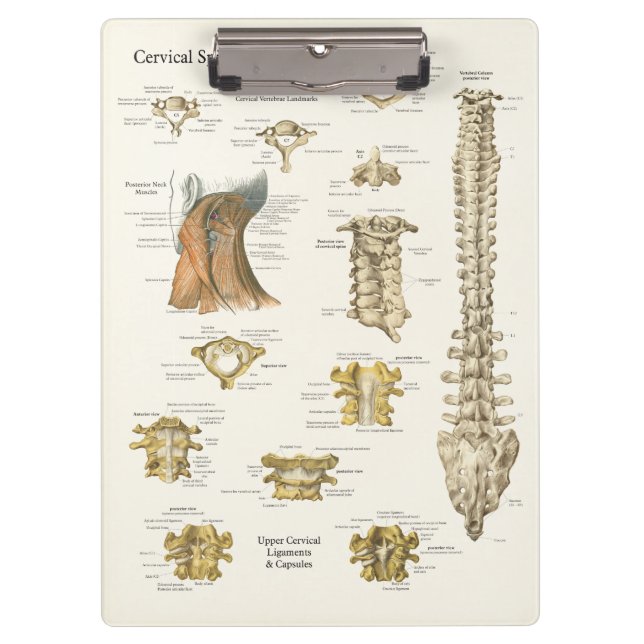 Chiropractic Cervical Spine Anatomy Clipboard (Front)