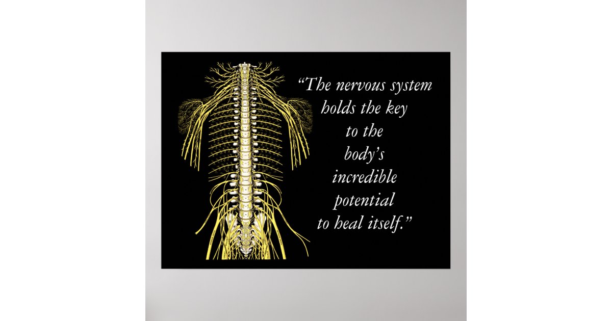 Chiropractic Quotes & Sayings Nervous System Poster 