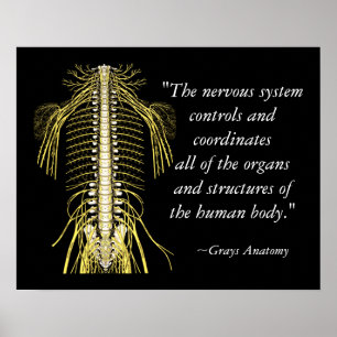Chiropractic Sayings & Quotes Nerves Poster