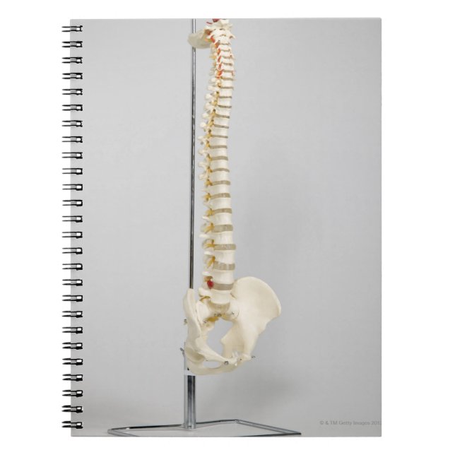 Chiropractic skeleton notebook (Front)