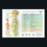 Chiropractic Subluxation Spinal Nerves ANS Chart<br><div class="desc">Colourful anatomical image showing the autonomic nervous system in relation to the spine and the internal organs. Nerves representing the sympathetic,  parasympathetic and cerebralspinal system.

Chiropractic poster list the effects of spinal subluxation on body areas and possible symptoms associated. Colour coded by spinal level.</div>