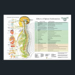 Chiropractic Subluxation Spinal Nerves ANS Chart<br><div class="desc">Colourful anatomical image showing the autonomic nervous system in relation to the spine and the internal organs. Nerves representing the sympathetic,  parasympathetic and cerebralspinal system.

Chiropractic poster list the effects of spinal subluxation on body areas and possible symptoms associated. Colour coded by spinal level.</div>