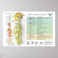Chiropractic Subluxation Spinal Nerves ANS Chart
