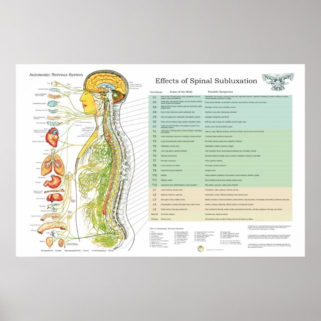 Chiropractic Subluxation Spinal Nerves ANS Chart (Front)