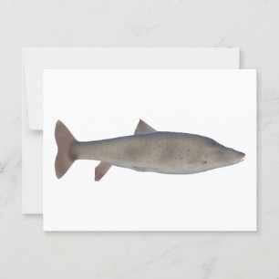 Chirruh Snowtrout Postcard