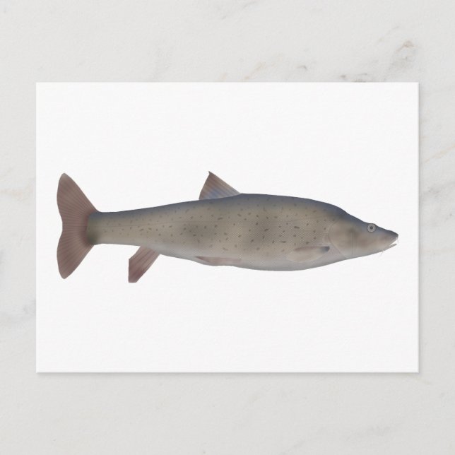 Chirruh Snowtrout Postcard (Front)