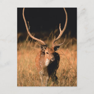 Chital Natural Habitat Bandhavgar National Park Postcard