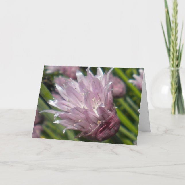 Chive Blossom Greeting card (blank) (Front)