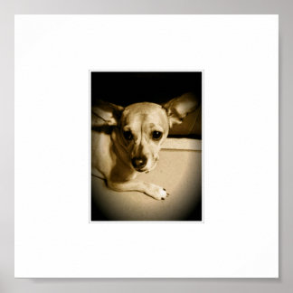 Chiweenie Poster