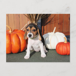 Chloe - Beagle Photo-1 Postcard
