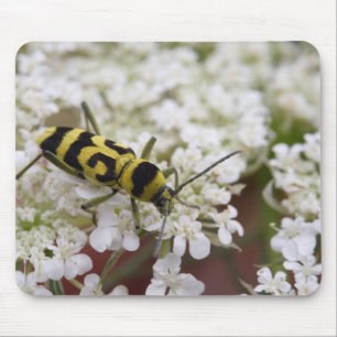 Chlorophorus varius mouse pad